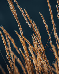 Orange grass in a mountain field