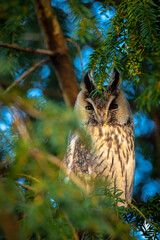 Long eared owl Asio otus, bird of prey perched in a tree