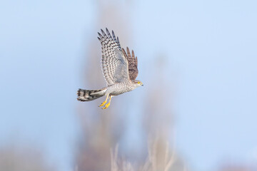Eurasian sparrowhawk, Accipiter nisus, in flight hunting above a field