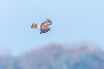 Hen harrier Circus cyaneus hunting