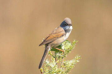 Whitethroat bird, Sylvia communis, foraging in a meadow