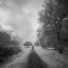 Obraz premium infrared parks