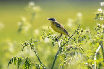 Closeup of a male western yellow wagtail bird, Motacilla flava, singing