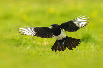 Eurasian magpie or common magpie, Pica pica, walking on a meadow in a winter setting with snow