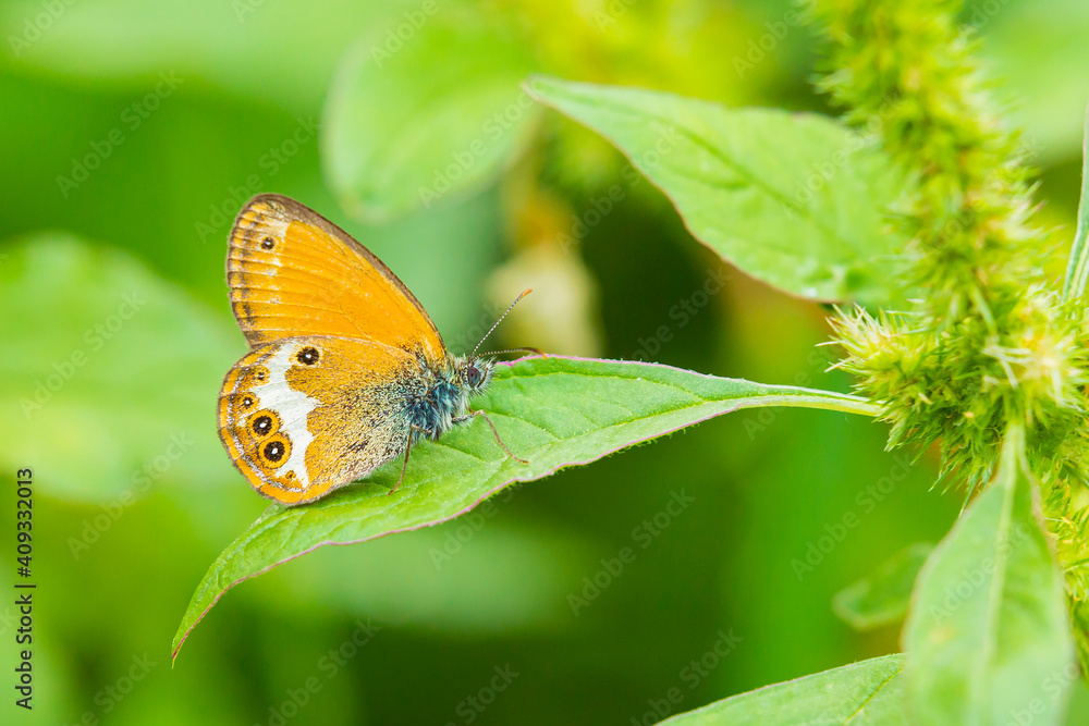 Wall mural Side view closeup of a Pearly heath butterfly, Coenonympha arcania, resting in grass