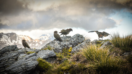 A group of Birds playing on rocks over sunset, Kea