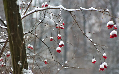 Czerwone owoce przykryte śniegiem