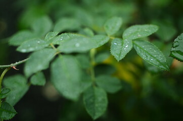 Blätter in der Natur, mit Tautropfen