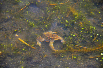 Obraz premium frog in the pond