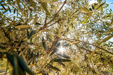 Olive leaves a sunny day