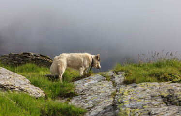 Naklejka premium Shepherd dog