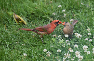 Cardinals