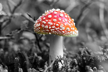 Amanita Muscaria, hallucinogenic mushroom, black and white background.