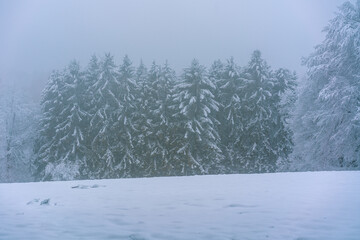 snow-covered trees and morning fog in the forest