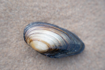 the shell stands on the beach sand completely lonely