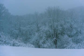 snow-covered trees and morning fog in the forest