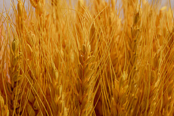 buckwheat branches in the foreground