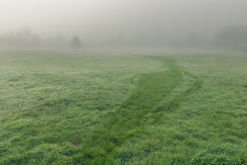 Fototapeta premium champ avec rosée dans le brouillard du matin