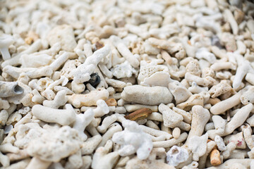 Close-up on dead corals on beach. Photographe on Yonehara Beach, Ishigaki Island, Okinawa, Japan. 