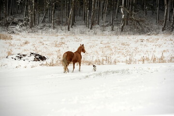 Schöne Pferde im schnee