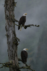 A pair of bald eagles sharing a tree.