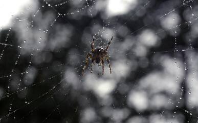 A large poisonous spider is waiting for the victim on the web, there are many raindrops around