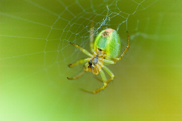 araña2