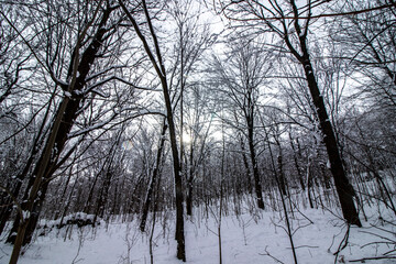 Horizontal image of a forest of snowy white trees, atmosphere of an enchanted forest with natural light