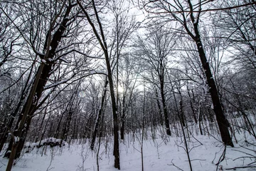 Foto auf Leinwand Horizontal image of a forest of snowy white trees, atmosphere of an enchanted forest with natural light © Andy