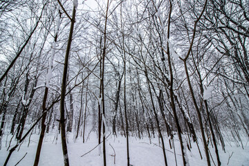 Close up and panoramic view of a snowy enchanted forest, white trees covered in snow, horizontal image