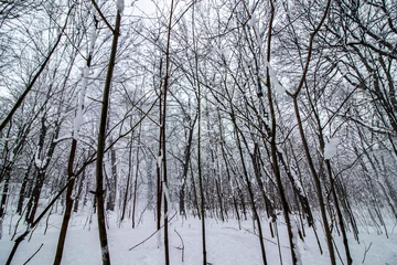 Foto auf Leinwand Close up and panoramic view of a snowy enchanted forest, white trees covered in snow, horizontal image © Andy