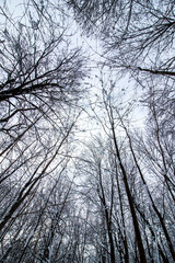 Close up and view from below of white snow-covered trees, enchanted forest, view of the sky and the treetops