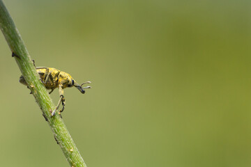 weevil on a stem in the wild