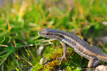 Closeup  Beautiful lizard in the garden
