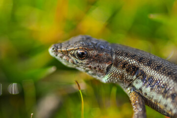 Closeup  Beautiful lizard in the garden