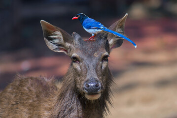 Blue magpie on the head of a deer.