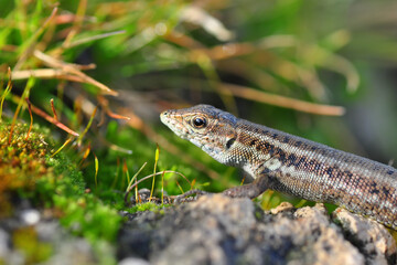 Closeup  Beautiful lizard in the garden