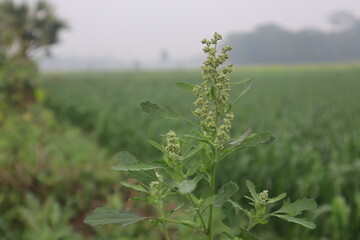 বোত্ত্বা শাঁক
BOTTA Spinach