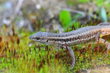 Closeup  Beautiful lizard in the garden