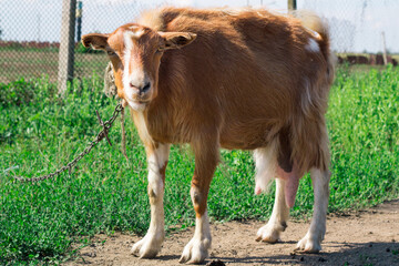 Domestic red goat standing on village road in countryside pasture land while feeding on grass