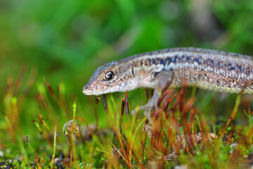 Closeup  Beautiful lizard in the garden
