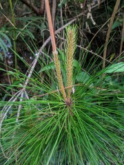 close up of pine needles