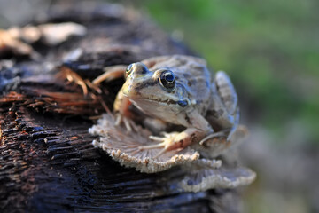 Beautiful  Green  frog in natural background      