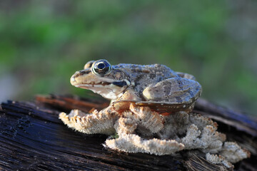 Beautiful  Green  frog in natural background      