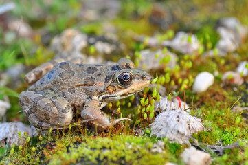 Beautiful  Green  frog in natural background      