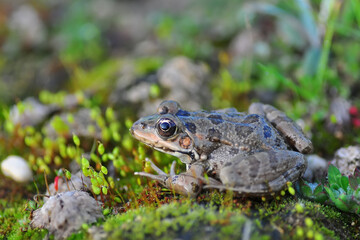Beautiful  Green  frog in natural background      