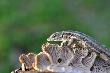 Closeup  Beautiful lizard in the garden