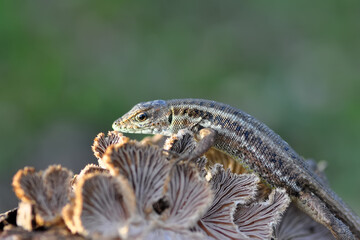 Closeup  Beautiful lizard in the garden
