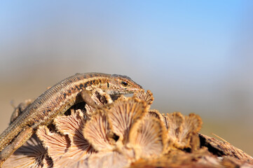Closeup  Beautiful lizard in the garden