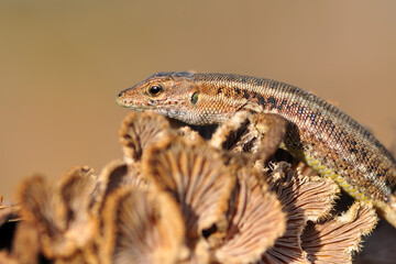 Closeup  Beautiful lizard in the garden